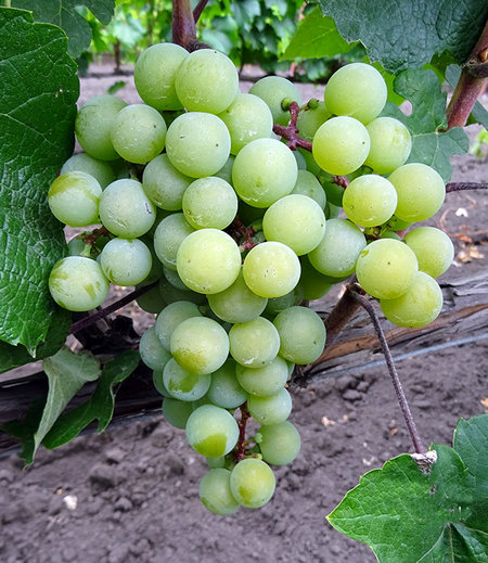 виноград Супага гроздь