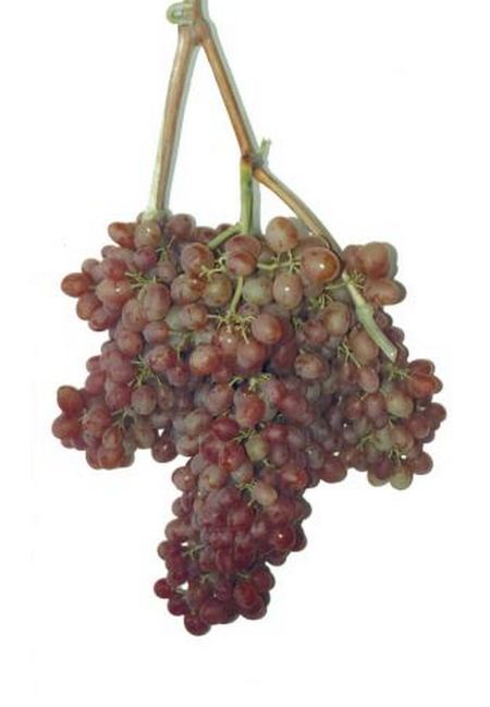 гроздь винограда Свит Скарлет (Sweet Scarlet)