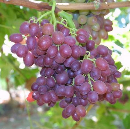 гроздь винограда Sweet Scarlet (кишмиш Свит Скарлет)