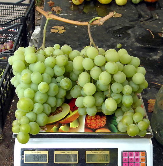 грозди сорта винограда Талисман (Кеша-1) на весах