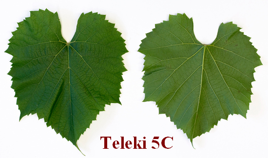 лист виноградного подвоя Teleki 5C