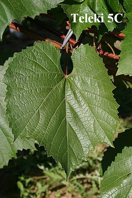 лист подвойного сорта винограда Телеки 5Ц