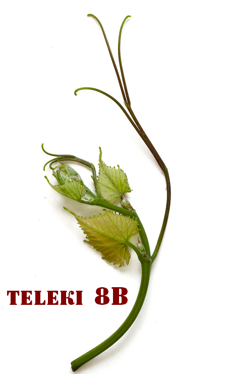 коронка побега подвоя винограда Teleki 8B