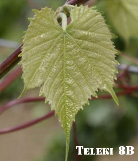 молодой лист виноградного подвоя Телеки 8Б