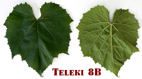 лист подвойного сорта винограда Teleki 8B