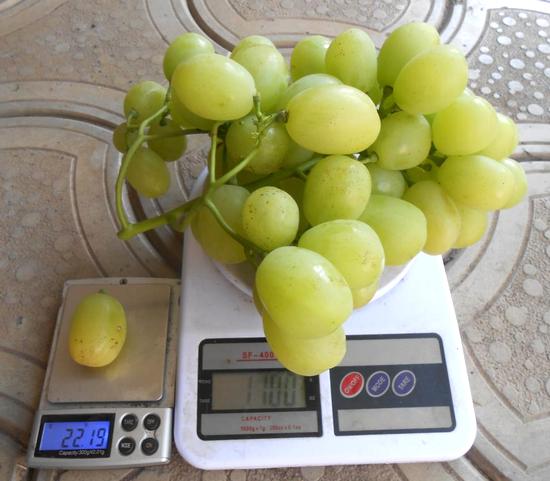 гроздь винограда сорта Тянь-Шань на весах