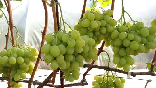плодоношение куста сорта винограда Tenzan (Tofran)
