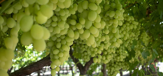 плодоношение куста винограда Timpson (Sheegene 2)