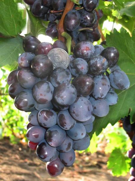 сорт винограда Томайский