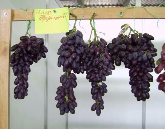 грозди гибридной формы винограда Князь Трубецкой на выставке
