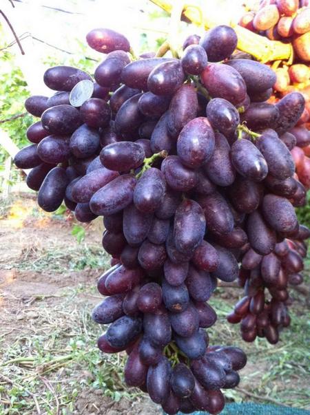 гроздь винограда Князь Трубецкой