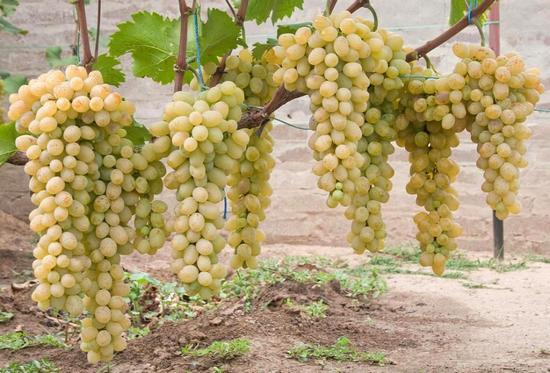 плодоношение куста винограда Валентина