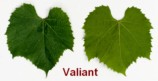 лист винограда Вэлиант (Valiant)