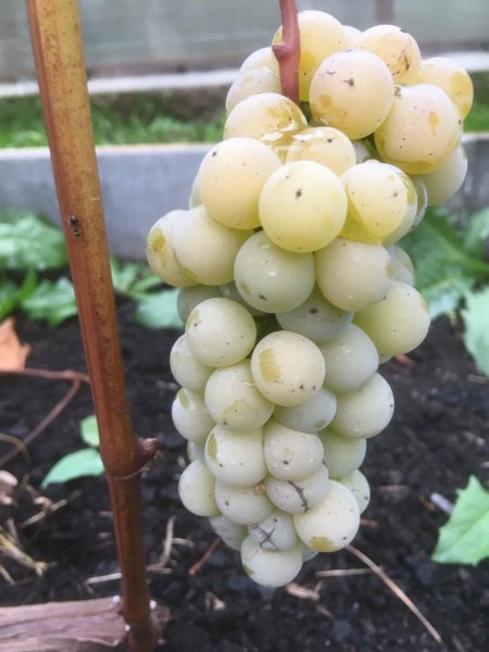 гроздь сорта винограда Вардува