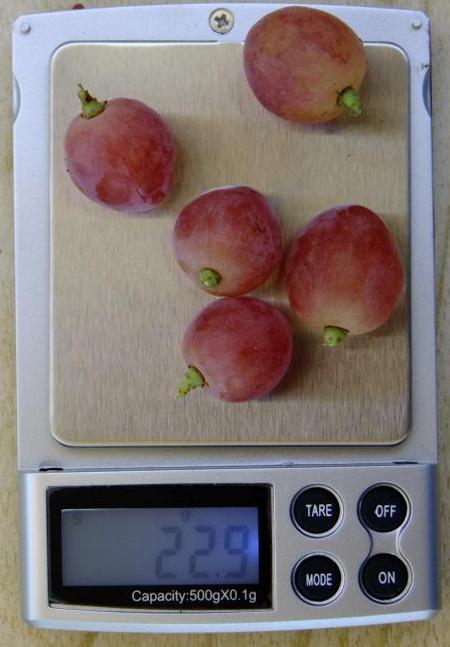 ягоды сорта винограда Велес