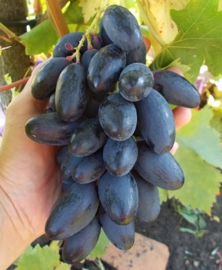 Велика - сорт винограда. Описание, фото, характеристики