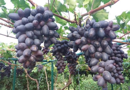 плодоношение винограда Велика на арке