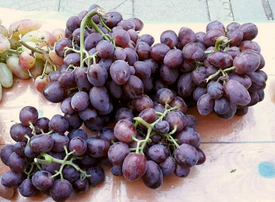 грозди сорта винограда Велюр