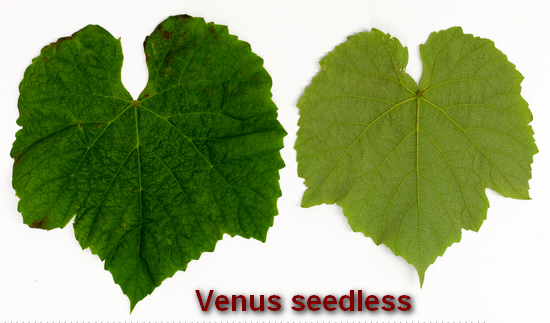 типичный лист сорта винограда Venus seedless