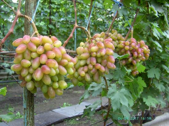 грозди сорта винограда Виктор