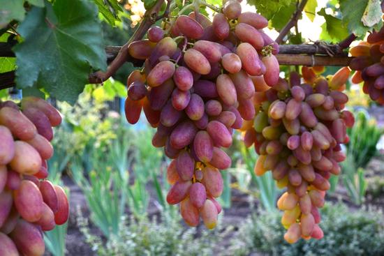 грозди винограда Юбилей Новочеркасска