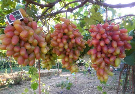 плодоношение сорта винограда Преображение