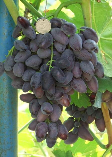 гроздь сорта винограда Викинг, селекции Загорулько 
