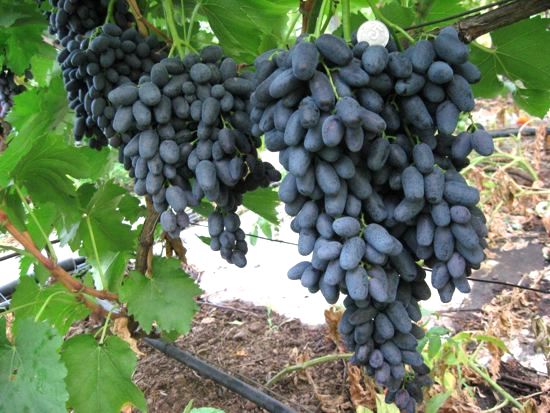 плодоношение куста винограда Тип Блэк фингер (Кишмиш Чёрный палец, Алёнушка)