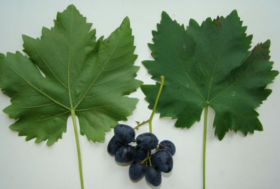 типичный лист сорта винограда Vitroblack