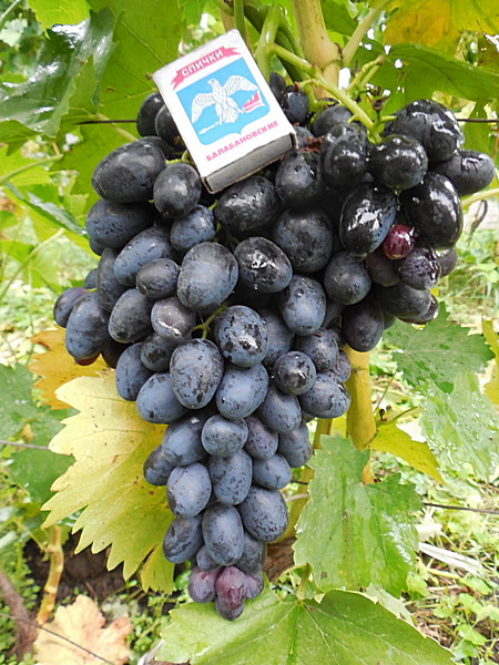 гроздь винограда Кишмиш Чёрный палец (Алёнушка)