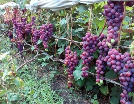грозди винограда Воевода