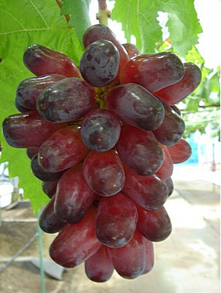 гроздь винограда Улыбка