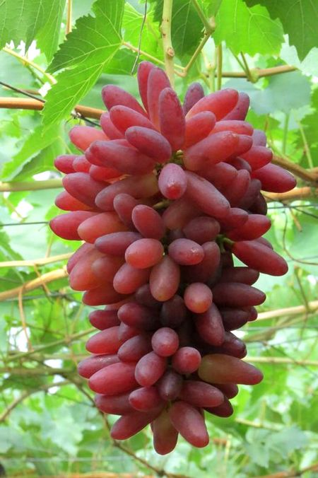 Гроздь сорта винограда Чичибуяма Руби