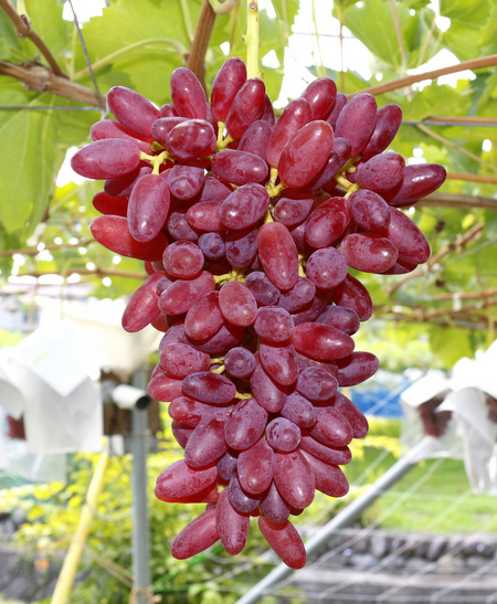 гроздь винограда Титибуяма Руби