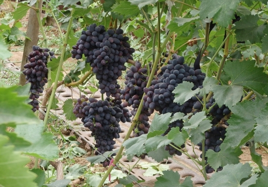 плодоносящий куст гибридной формы винограда Забава (Лора чёрная)