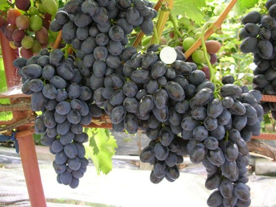 виноград Забава (Лора чёрная), селекции Загорулько