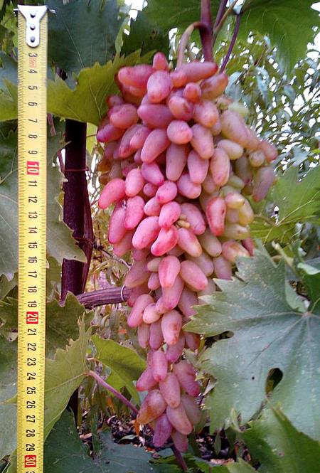 длинная гроздь винограда Заграва