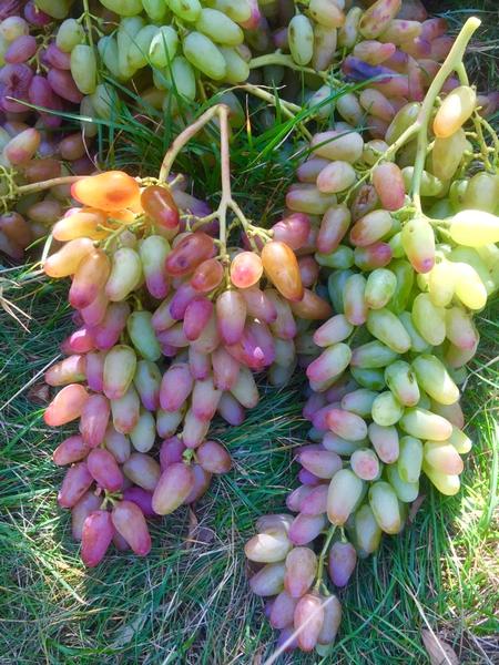грозди сорта винограда Заграва