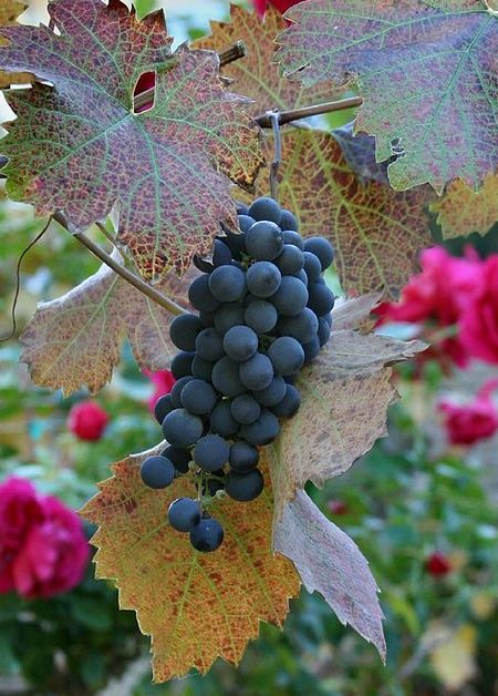 гроздь винограда Примитиво, Зинфандель